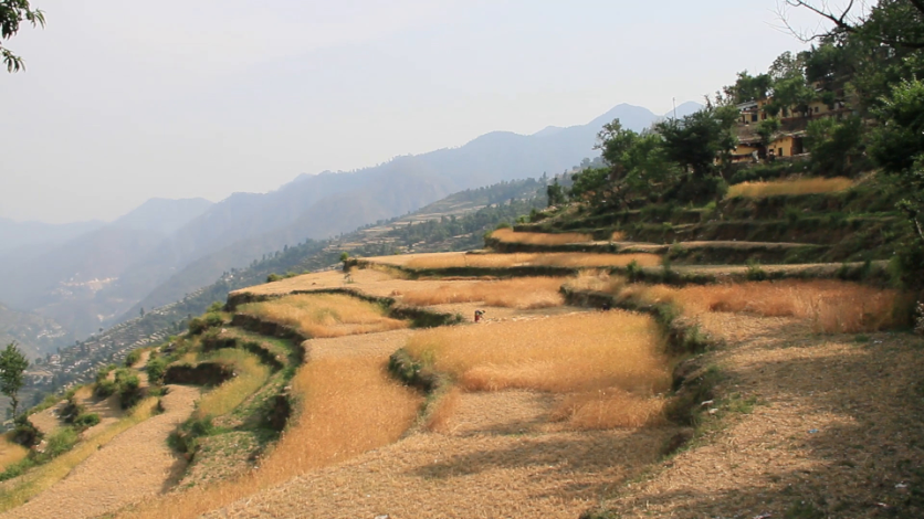 Terrace farming in Uttarakhand, India.