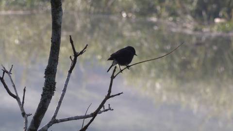 Bird on a leafless branch