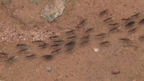 Close up shot of Black ants