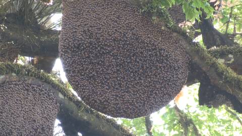 Close up shot of a Wild Beehive, Kerala