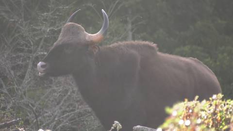 Gaur or Indian bison at Parambikulam, Palakkad