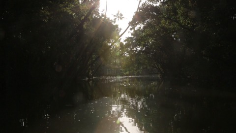 Boat ride through palm-fringed backwaters in Kerala
