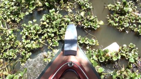 Tip of a boat jetty slicing through water hyacinths