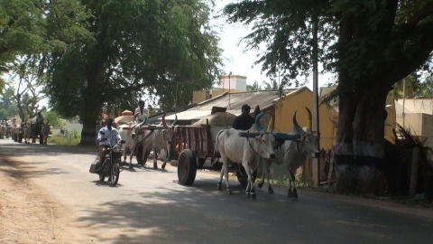 Bullock cart used for transportation