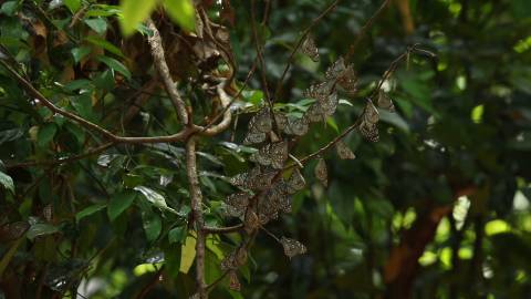 Butterflies on a leafless branch