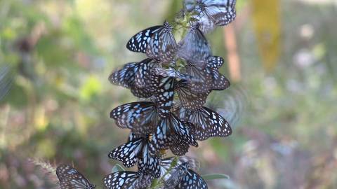 Swarm of butterflies on a plant
