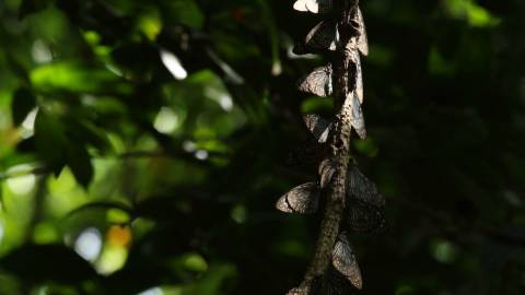 Butterflies resting on a branch