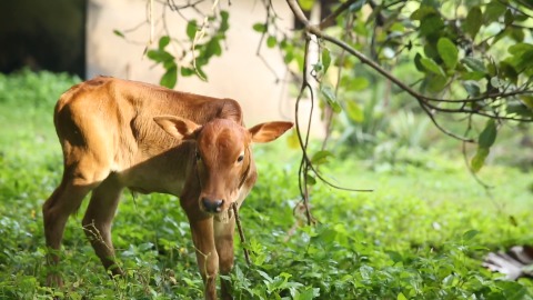 Calf standing among greenery