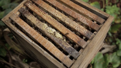 Close-up shot of a hive with swarming honey bees
