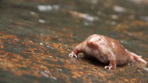 Close up shot of a rare frog