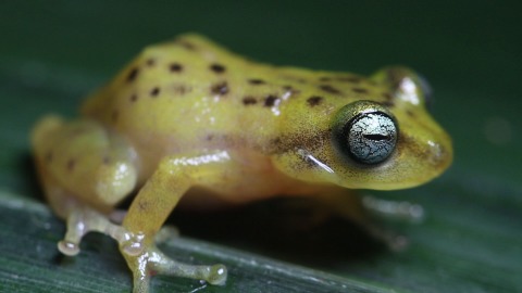 Close up shot of a yellow frog