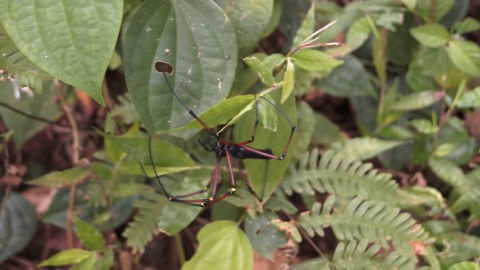 Close up shot of spider in Periyar Wildlife Sanctuary