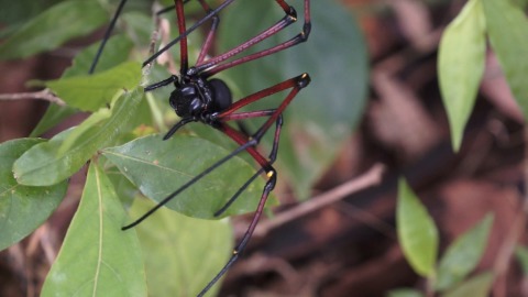 Close up shot of wild spider in  Periyar Wildlife sanctuary