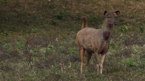 Sambar deer at Parambikulam, Palakkad