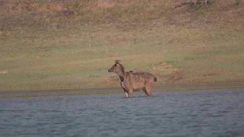 Sambar deer at Idukki, Kerala