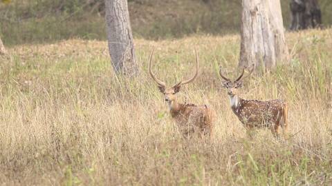 Spotted deer in Kerala