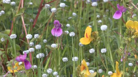 Wild flowers at Kaas Plateau, Maharashtra
