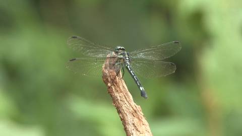 Close up shot of dragonfly