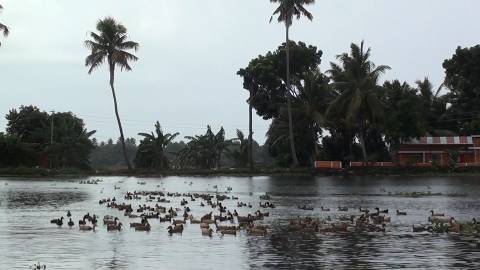 Flock of Ducks swimming in Alappuzha Backwaters, Kerala