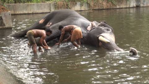 Elephant bath at Punnathur Kotta