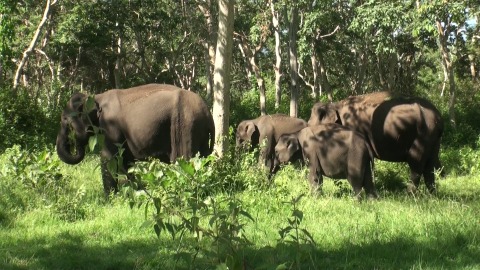 Elephants grazing in the wild at Ooty