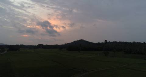 Paddy field and the distant evening sky