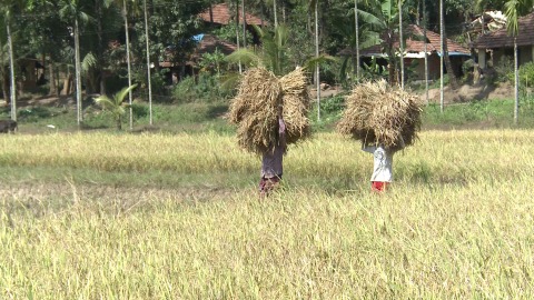 Farmers carrying paddy bundles, Kerala