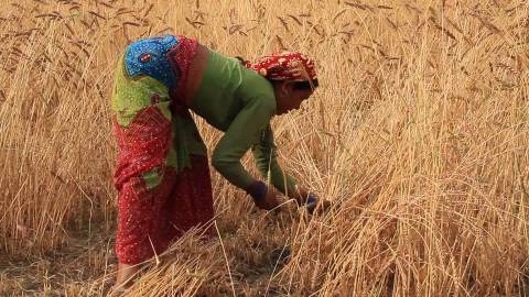 Farming in Guptakashi village, Uttarakhand