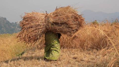 Farming in Uttarakhand, India.