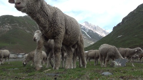 Flock of sheep grazing in Leh
