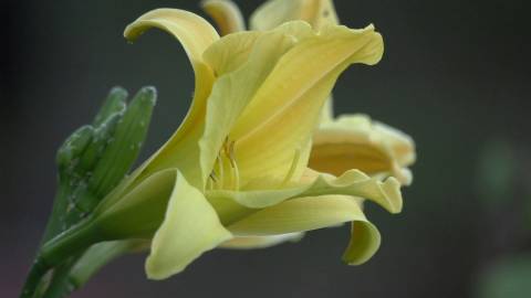 Close up shot of a yellow flower