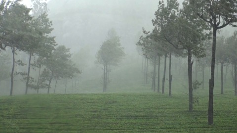 Foggy rainfall in Munnar