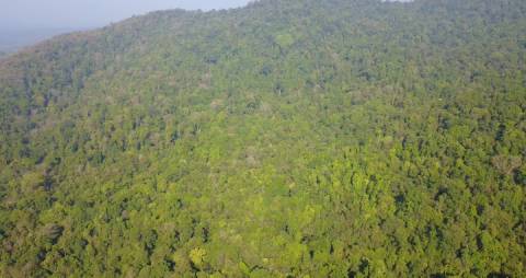 Dense thicket of trees at Wayanad forest, Kerala