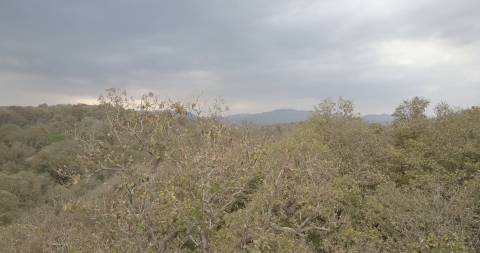 Aerial shot of Kannimara Teak, Parambikulam