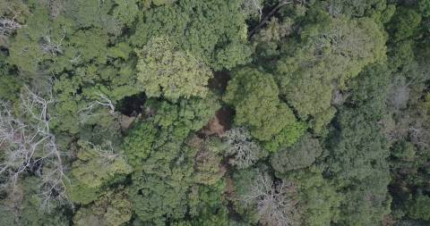 Aerial shot of Karian Shola National Park, Tamil Nadu