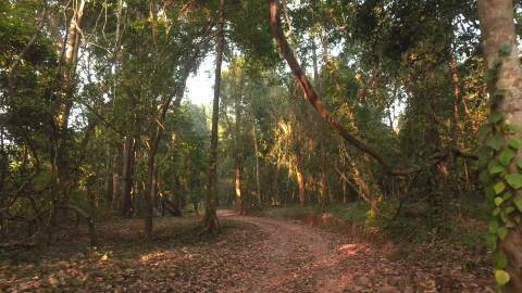 Forest path in between tall trees in Wayanad, Kerala