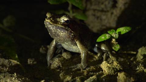 Close up shot of a frog in Kerala