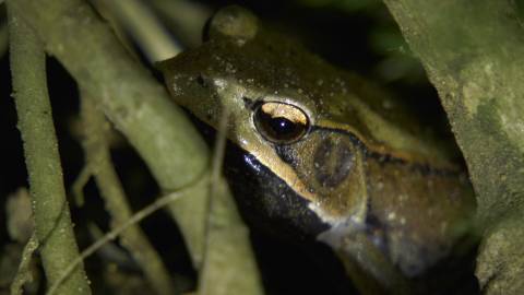 Close up shot of a frog