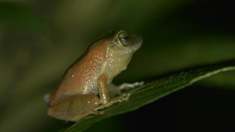 Night shot of a frog on a leaf