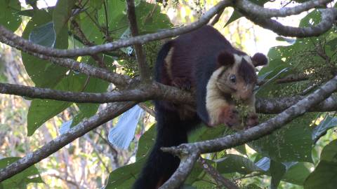 Indian giant squirrel or Malabar giant squirrel, Idukki, Kerala