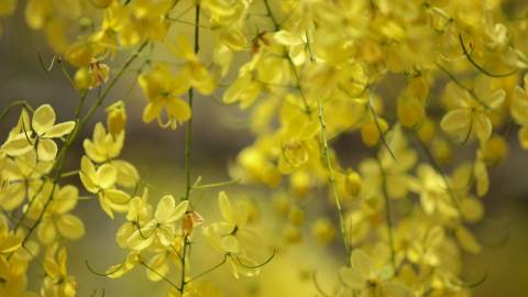Golden Shower flower