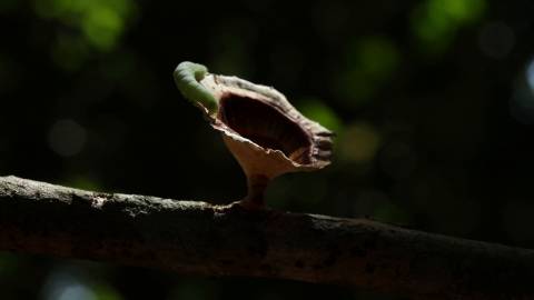 Close up shot of caterpillar