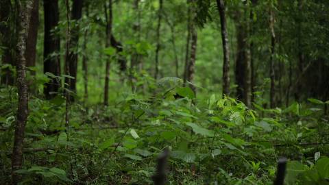 Foliage and trees inside a forest
