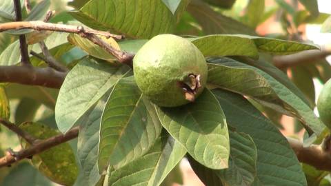 Close up shot of a Guava fruit on a tree