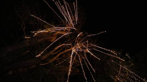 Decorative lights on a tree