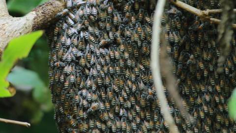 Close up shot of Bees swarming, Kerala
