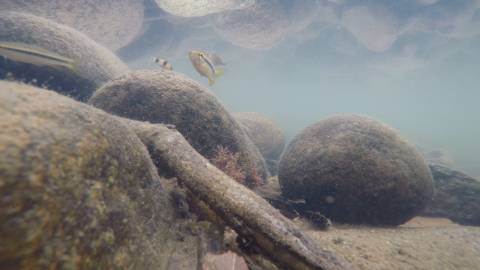 Colourful fishes and algae-covered rocks in under water