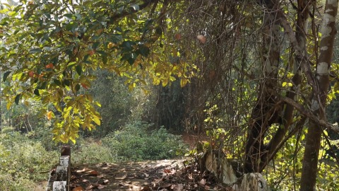 Jewish Cemetery in Kottayil Kovilakkam near Chendamangalam synagogue