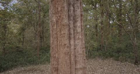 Kannimara Teak tree at Parambikulam, Palakkad
