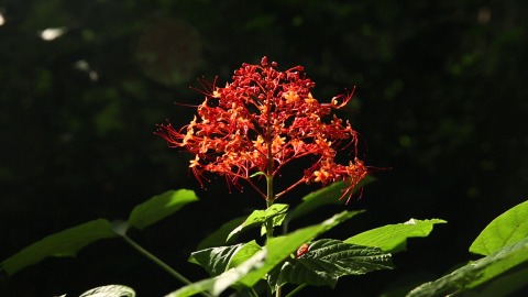 Krishna Kireedam aka Pagoda Flower basking in sunlight